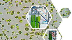 Pic_Algae_1